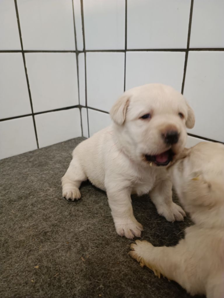 Des Coteaux De Lauron - Chiots disponibles - Labrador Retriever