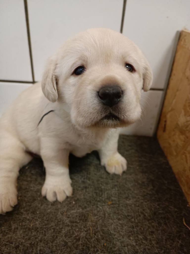 Des Coteaux De Lauron - Chiots disponibles - Labrador Retriever